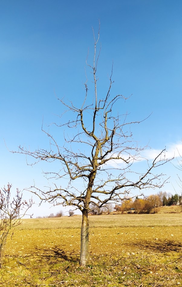 Ořezaný ovocný strom