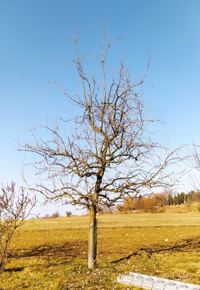 Hruška před řezem